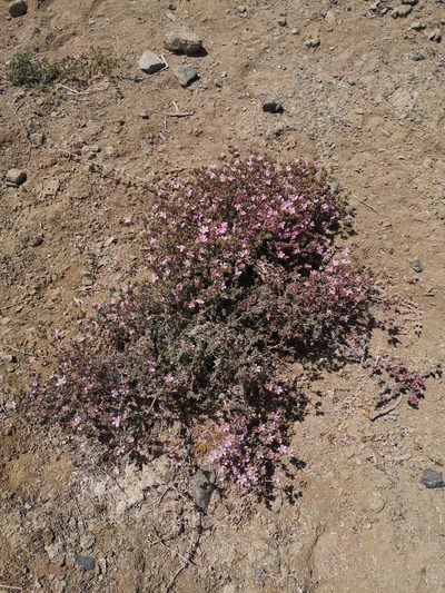 Frankenia chilensis, photographed by Aira Francisca Faúndez Fallau