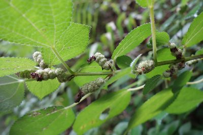 Boehmeria pilosiuscula, photographed by agujaceratops
