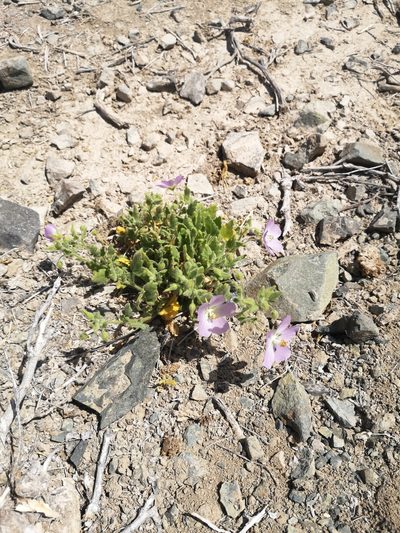Cristaria integerrima, photographed by Aira Francisca Faúndez Fallau