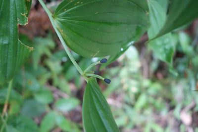 Disporum kawakamii, photographed by agujaceratops