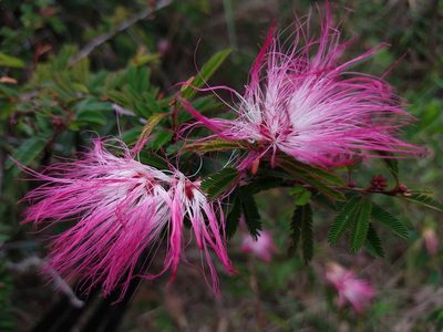 Calliandra selloi, photographed by Ronald Péret