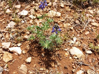 Lupinus hillii, photographed by John Brew