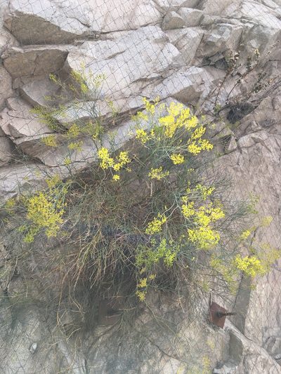 Gymnophyton isatidicarpum, photographed by Matt Berger
