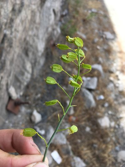 Gymnophyton isatidicarpum, photographed by Matt Berger
