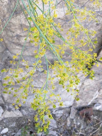 Gymnophyton isatidicarpum, photographed by Matt Berger