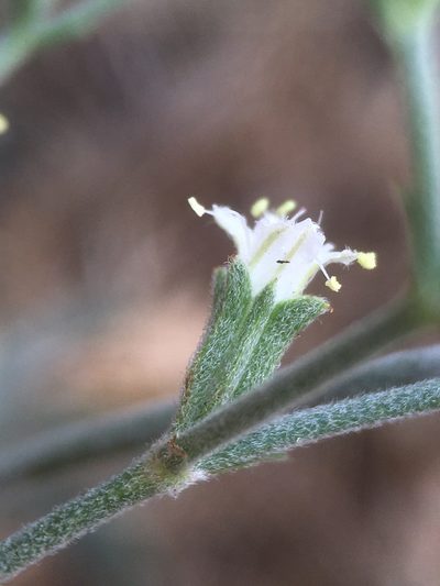 Chorizanthe kingii, photographed by Matt Berger