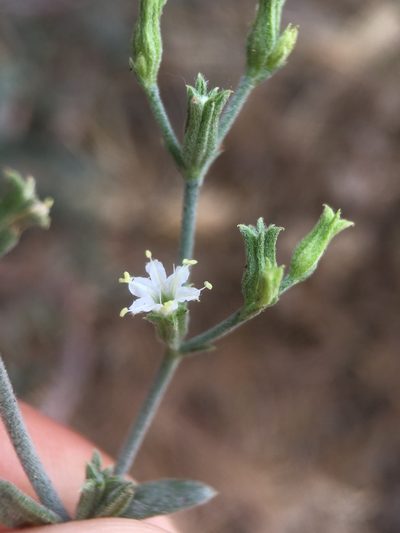 Chorizanthe kingii, photographed by Matt Berger