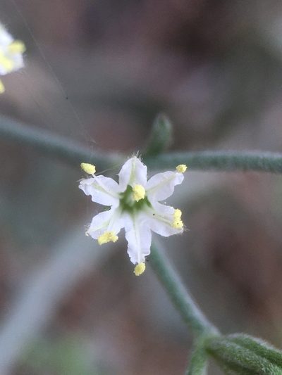 Chorizanthe kingii, photographed by Matt Berger