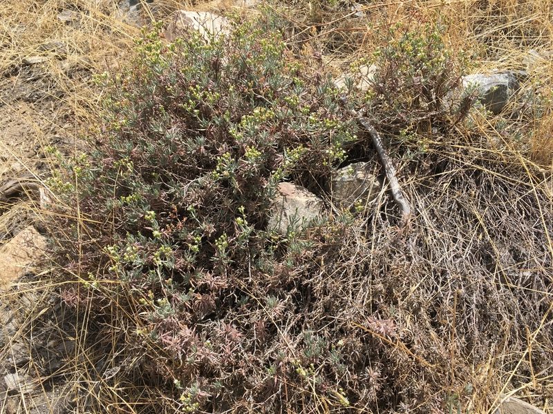 Chorizanthe kingii, photographed by Matt Berger