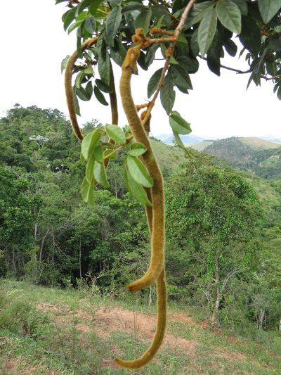 Handroanthus chrysotrichus, photographed by Diogo Luiz