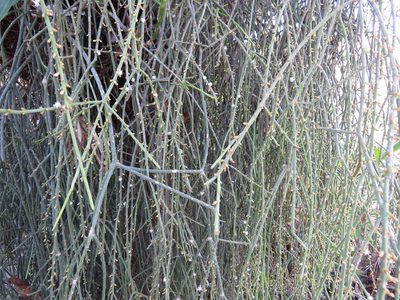 Rhipsalis lindbergiana, photographed by Diogo Luiz