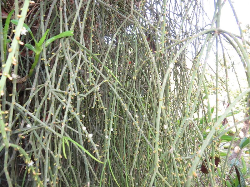 Rhipsalis lindbergiana, photographed by Diogo Luiz