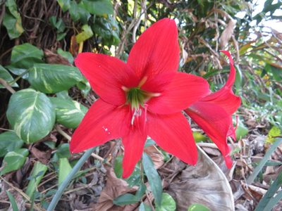 Hippeastrum reginae, photographed by Diogo Luiz