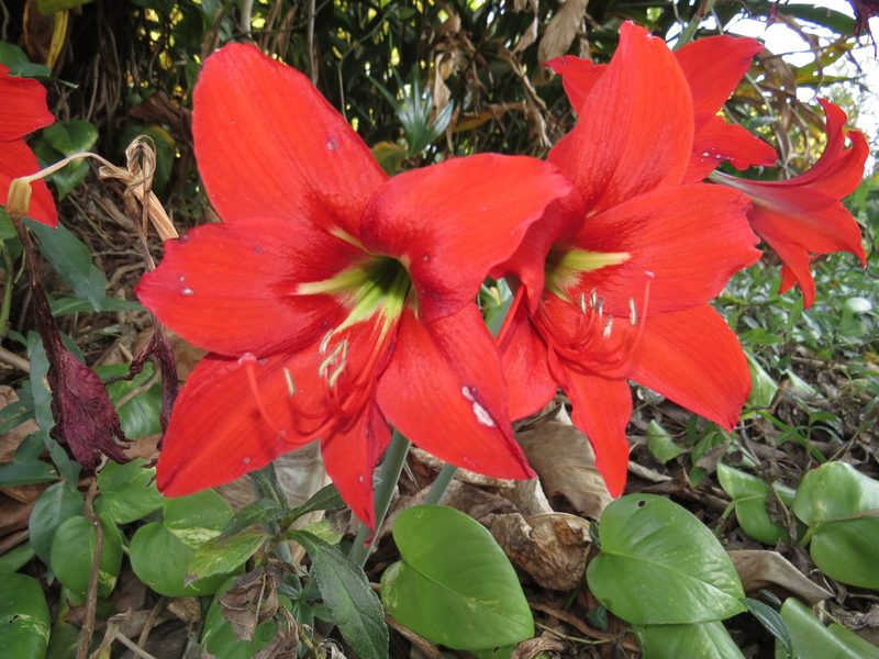 Hippeastrum reginae, photographed by Diogo Luiz
