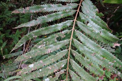 Plenasium banksiifolium, photographed by agujaceratops
