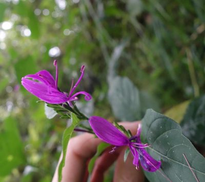Hypoestes purpurea, photographed by agujaceratops