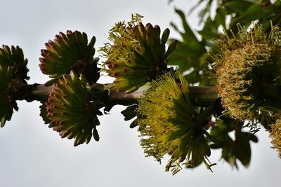 Agave congesta, photographed by Neptalí Ramírez Marcial