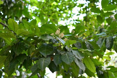 Prunus tetradenia, photographed by Neptalí Ramírez Marcial