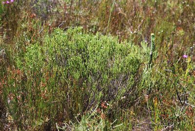 Euchaetis burchellii, photographed by Charles Stirton