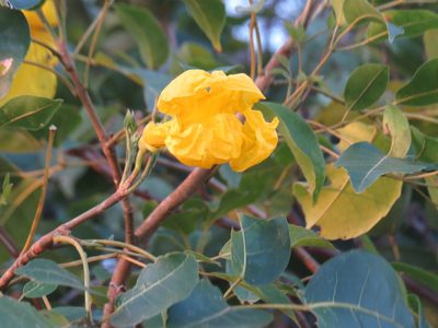 Handroanthus serratifolius, photographed by Diogo Luiz
