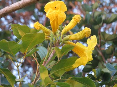 Handroanthus serratifolius, photographed by Diogo Luiz