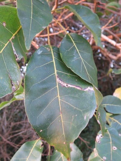 Handroanthus serratifolius, photographed by Diogo Luiz
