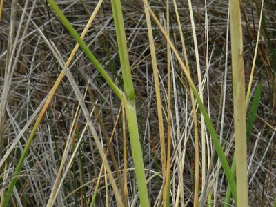 Capeochloa cincta, photographed by Jeremy Gilmore