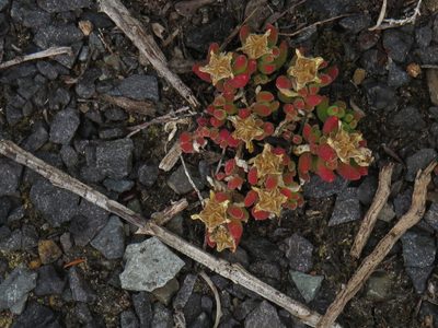 Drosanthemum pallens, photographed by Jeremy Gilmore