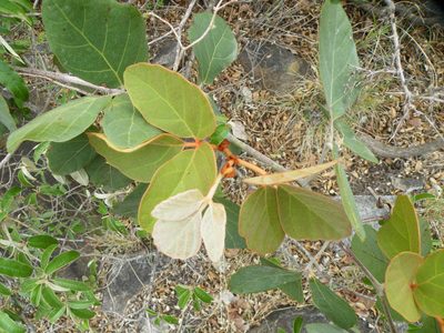 Rhoicissus sekhukhuniensis, photographed by Antoinette Eyssell Knox