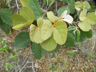 Rhoicissus sekhukhuniensis, photographed by Antoinette Eyssell Knox