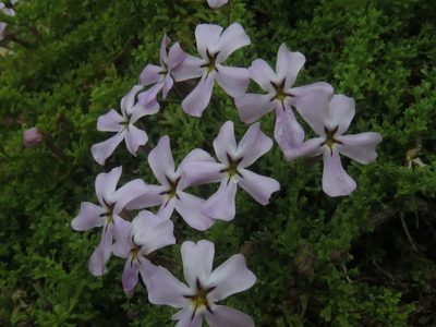 Jamesbrittenia stellata, photographed by Jeremy Gilmore