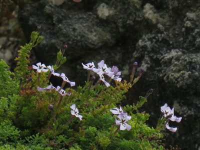 Jamesbrittenia stellata, photographed by Jeremy Gilmore