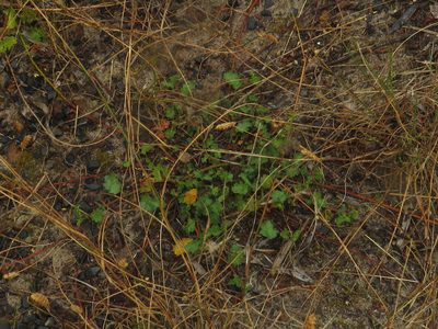 Hermannia scabricaulis, photographed by Jeremy Gilmore