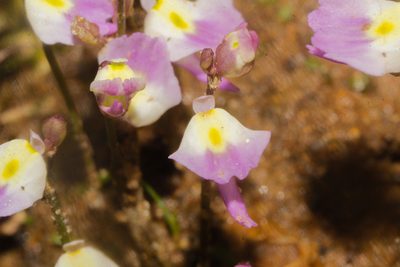 Utricularia livida, photographed by Juan Cruzado Cortés