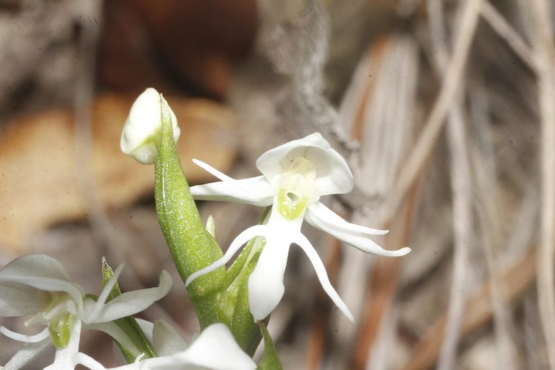 Habenaria cuevasiana, photographed by Juan Cruzado Cortés