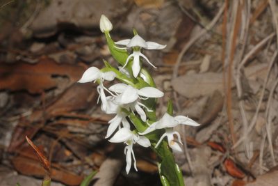 Habenaria cuevasiana, photographed by Juan Cruzado Cortés