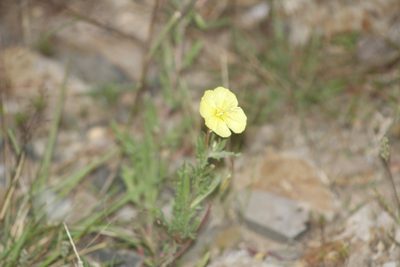 Oenothera flava, photographed by Juan Cruzado Cortés