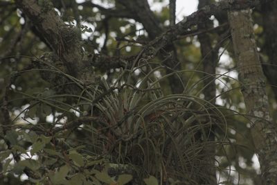 Tillandsia erubescens, photographed by Juan Cruzado Cortés