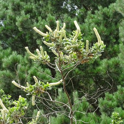 Escallonia pulverulenta, photographed by Cristian Riquelme