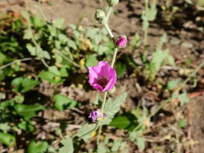 Sphaeralcea mendocina, photographed by Guillermo Debandi