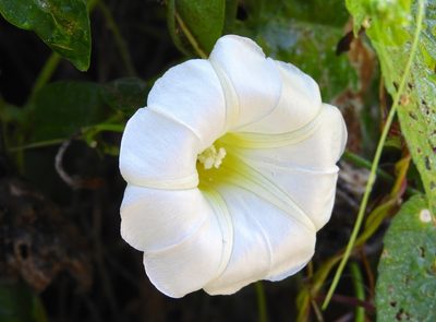 Ipomoea corymbosa, photographed by Francisco Farriols Sarabia