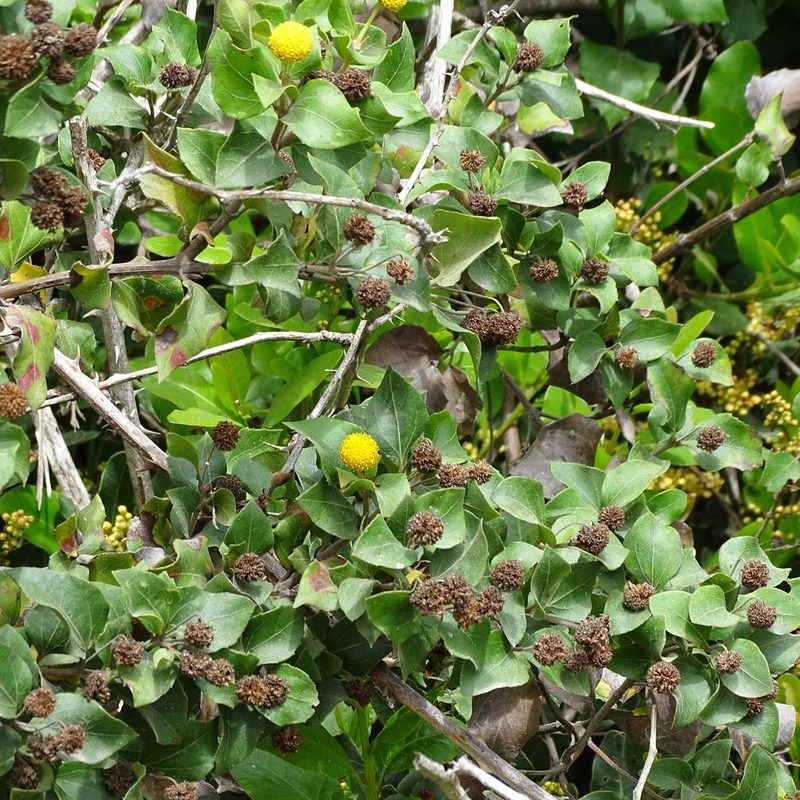Podanthus ovatifolius, photographed by Cristian Riquelme