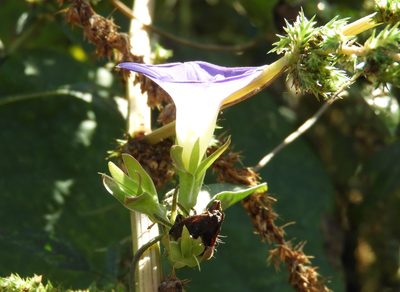 Ipomoea meyeri, photographed by Francisco Farriols Sarabia