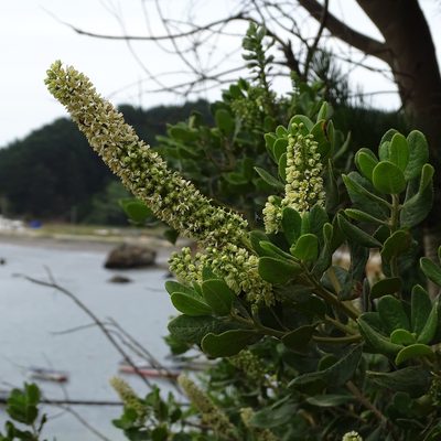 Escallonia pulverulenta, photographed by Cristian Riquelme