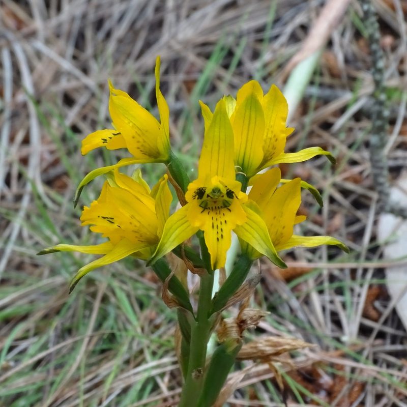 Chloraea gavilu, photographed by Cristian Riquelme