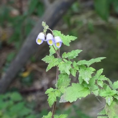 Jovellana violacea, photographed by Cristian Riquelme