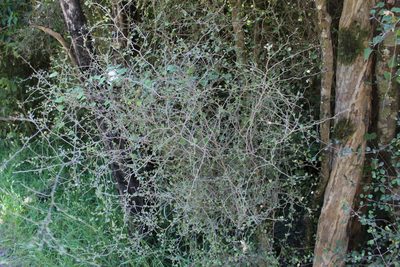 Melicytus micranthus, photographed by Joe Potter Butler