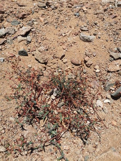 Dinemandra ericoides, photographed by Aira Francisca Faúndez Fallau