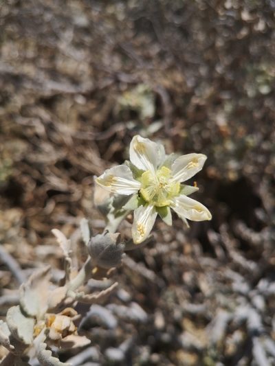 Prosa fruticosa, photographed by Aira Francisca Faúndez Fallau