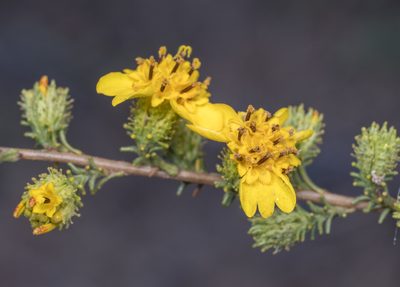 Holocarpha virgata, photographed by Jesse Rorabaugh